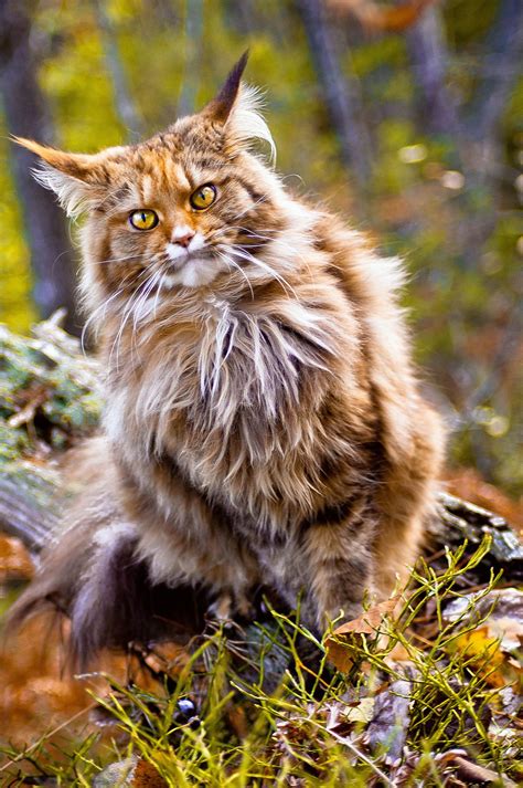 The norwegian forest cat (norwegian: Pin on My life board