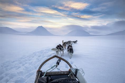 Full Day Dog Sledding Tour Discover Svalbard Book Here