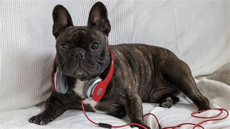 Dogs That Look Like French Bulldogs Revealed Bulldog Tips