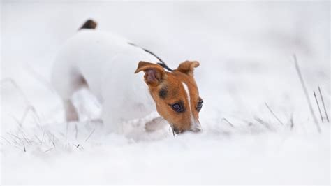 Hund Verschwindet Tage Später Erlebt Sein Besitzer Ein Wunder