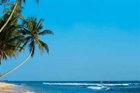 Wallpaper Palm Palm Trees Beach Tropics Shore Surf Ocean Sea Hd