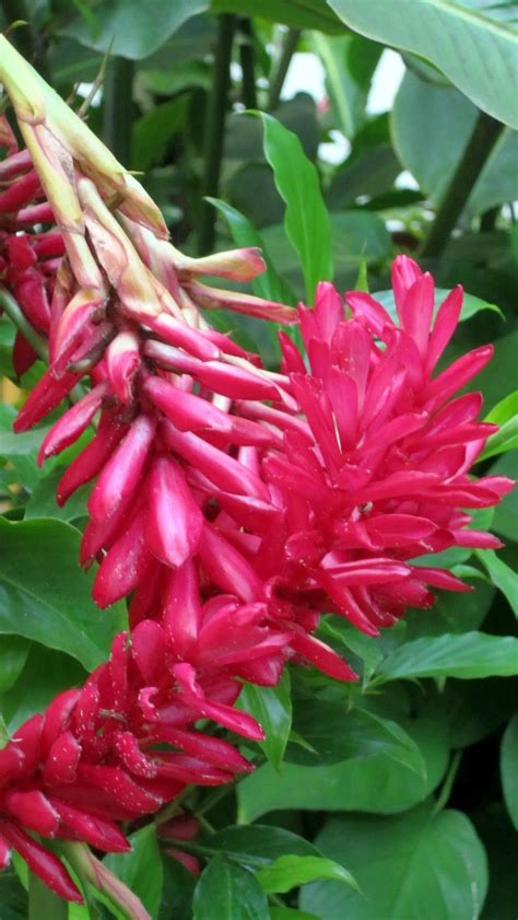 Tropical plants painting seamless background. Hawaiian Flowers | | flores | Pinterest | Hawaiian flowers