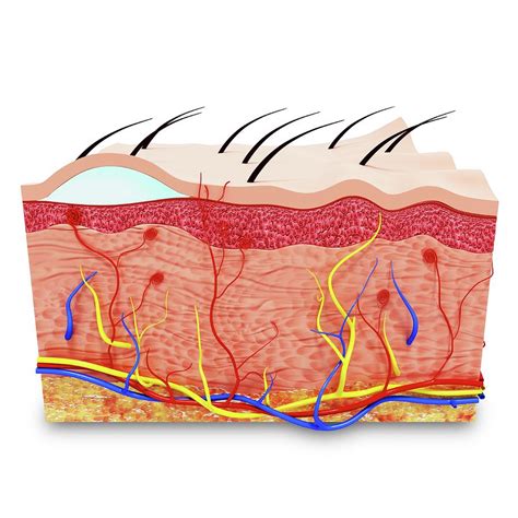 Human Body Skin Anatomy Diagram Infographic Chart Fig