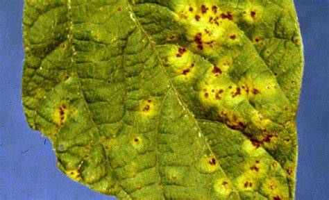 Get The Best Of Bean Rust Before It Erodes Your Crop Growing Produce