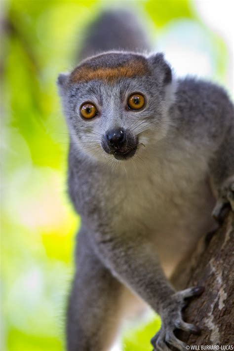 Female Crowned Lemur Will Burrard Lucas