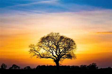Baum Im Sonnenuntergang Foto And Bild Natur Kreativ Sunset