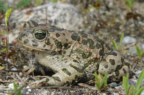 Sapo Balear Wiki Reino Animalia Fandom