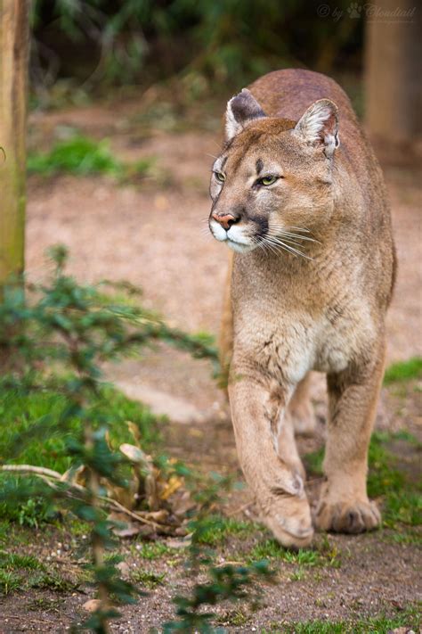 Funny Wildlife • Magicalnaturetour Walking Cougar By