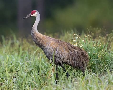 Sandhill Crane Facts Diet Habitat And Pictures On Animaliabio