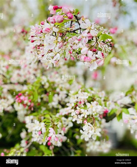 Flowers Blooming On A Crabapple Tree Stock Photo Alamy