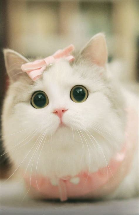 So Cuteness 3 Pretty Cats Cute Animals Cute Cats