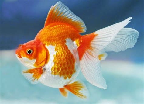 Ikan Koki Ikan Ryukin Goldfish Goldfish Aquarium Fish
