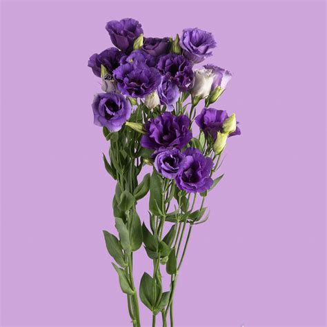 purple lisianthus sami sacha flowers