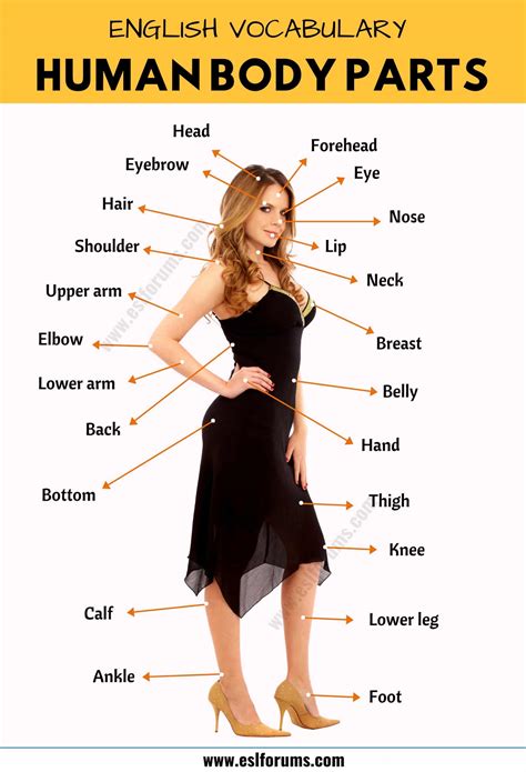 Maybe you would like to learn more about one of these? Body Parts: Parts of the Human Body in English with the ...