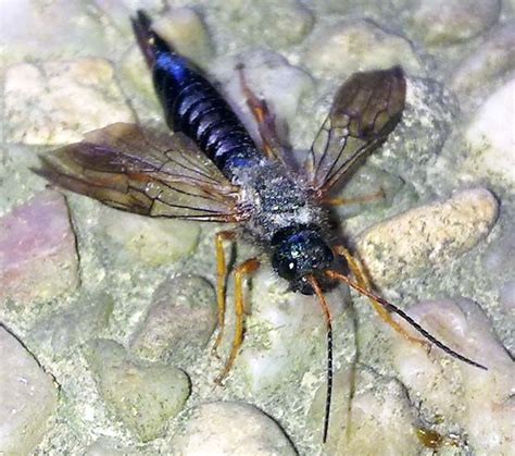 Wood Wasp From Czech Republic Whats That Bug