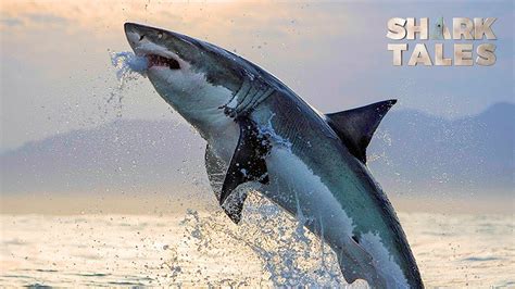 Great White Sharks Can Jump Out Of The Water Youtube