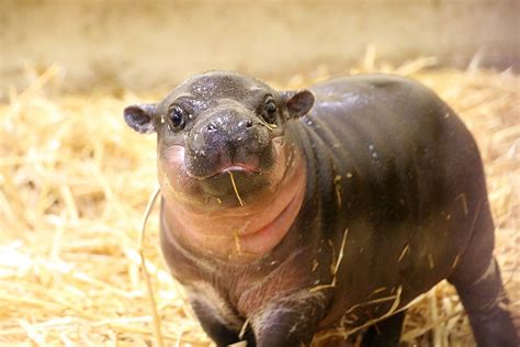 Taronga Zoo Celebrates Birth Of Rare Pygmy Hippo Calf Daily Mail Online