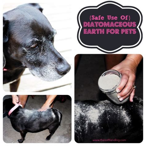 Keep reading to learn more about this completely natural bed bug killer. Is Diatomaceous Earth Safe for Pets? | The Soft Landing®