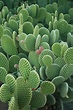 Pin by Rosa Maria Hernandez Lucio on Views through my eyes | Succulents ...