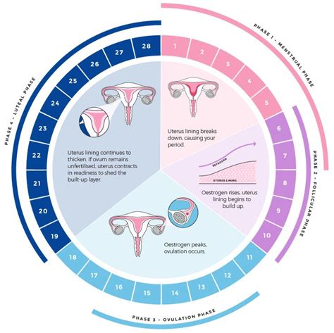 What Are The Phases Of A Menstrual Cycle Libra Menstrual Health Menstrual Cycle Fertility