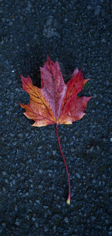 Leaf Maple Autumn Wallpaper 720x1520