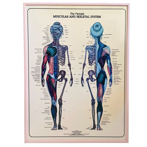 Vintage 1980s “bruce Algra” Female Anatomy Poster Needful Things Online