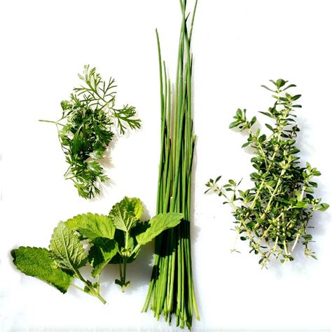 Herbs at a glance is a series of brief fact sheets that provides basic information about specific herbs or botanicals—common names, what the science says, potential side effects and cautions. Growing Herbs - How to Grow, Store and Use Fresh Herbs