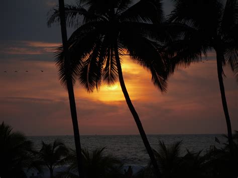 Wallpaper Sun Sunset Palm Tree Silhouette Dark Hd Widescreen