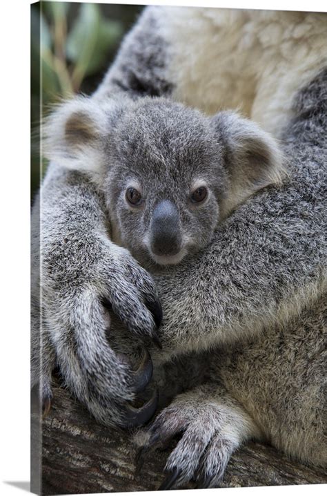 Koala Eight Month Old Joey In Mothers Arms Queensland Australia Wall