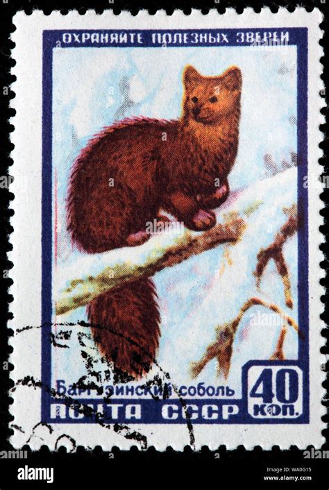 Sable Martes Zibellina Postage Stamp Russia Ussr 1957 Stock Photo