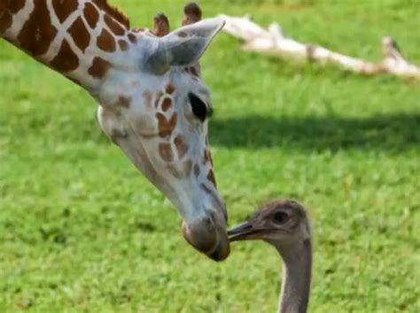 The Unusual Friendship Giraffe And Ostrich Petsfoto