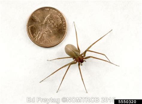 Brown Recluse Spider Loxosceles Reclusa