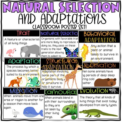 Natural Selection And Adaptations Made By Teachers