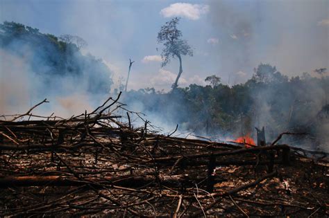 Ritmo De Desmatamento Na Amazônia é Maior Que O De Recuperação Da