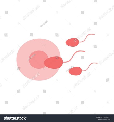 Fertilization Thin Line Icon Uterus Sperm Stock Vector Royalty Free 2151266751 Shutterstock