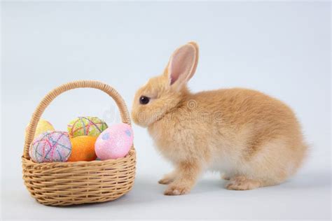 Happy Easter Eggs Collection Cute Brown Rabbit Bunny With Basket And