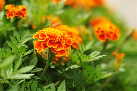 But what if we tell you that you can now order the most beautiful plants right from home? The Best Flowering Plants for Indian Winters For 2021