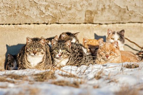Do Feral Cats Live Miserable Lives Companion Animals News And Facts By