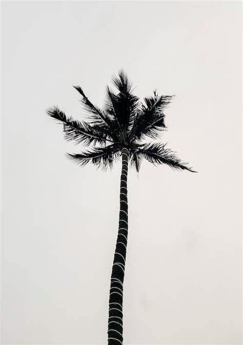 Low Angle Photography Of Palm Tree · Free Stock Photo