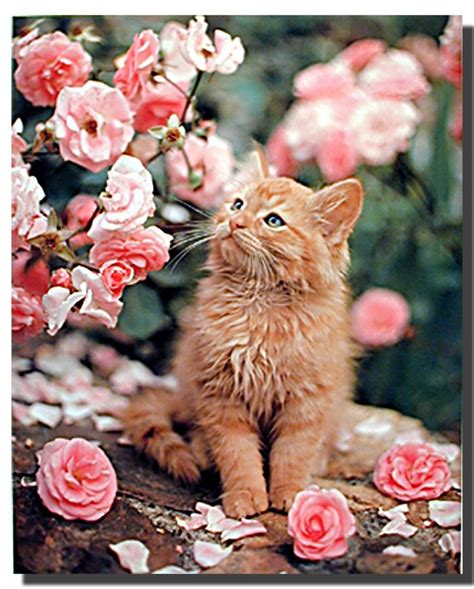 Cat And Roses Poster Cute Cats Cute Animals Beautiful Cats
