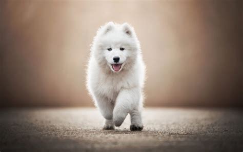 Download Wallpapers Samoyed Small White Puppy Cute