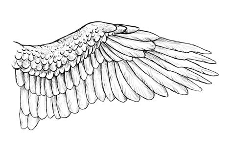 Taking Flight A Beginners Guide Into Drawing Wings Wings Drawing