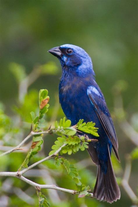 Cyanocompsa Parellina Blue Bunting In 2022 Beautiful Birds Finches