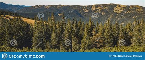 Panoramic Pine Forest Landscape Mountain Scenic View Background Nature