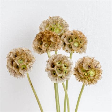 Discover The Charming Scabiosa Pincushion Flower Cascade Floral