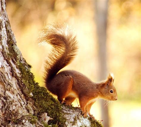 Squirrel Eekhoorn Fine Art Landscape Photography Photography Prints