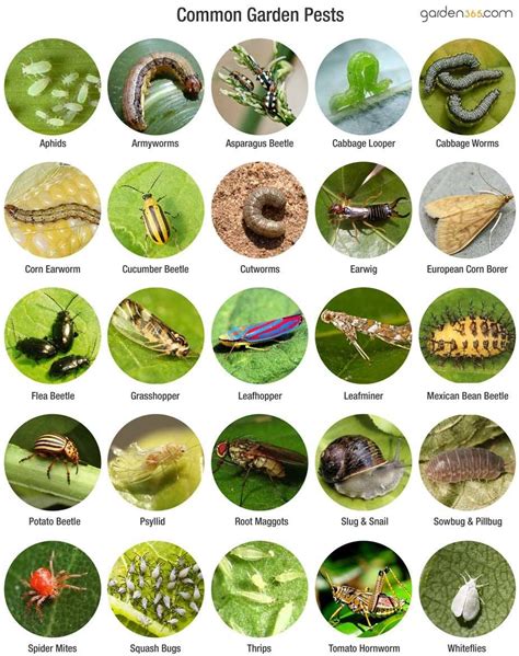 The Top 7 Garden Pests What Worked And Didnt Some Good Information