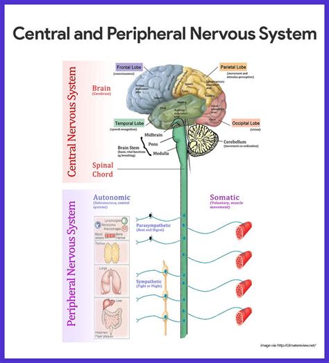 The pns is everything else and includes afferent and efferent branches with further subdivisions. Nervous System Anatomy and Physiology | Anatomy ...