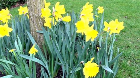 Most of the earliest flowers of. Early British Spring Blossomed Yellow Daffodils Flowers In ...