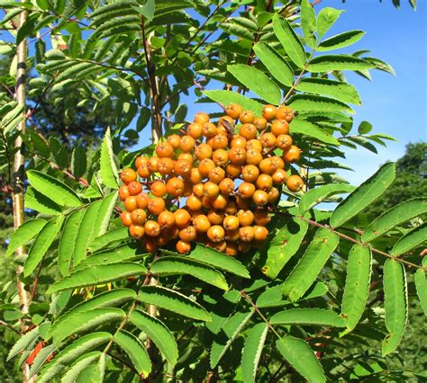 Recrochetions The Rowan Tree